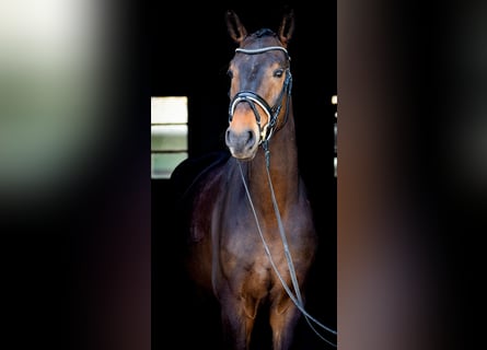 Koń hanowerski, Wałach, 4 lat, 172 cm, Ciemnogniada