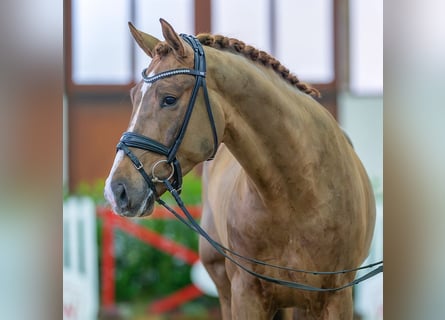 Koń hanowerski, Wałach, 4 lat, 172 cm, Ciemnokasztanowata