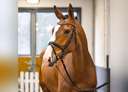 Koń hanowerski, Wałach, 4 lat, 172 cm, Kasztanowata