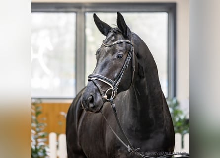 Koń hanowerski, Wałach, 4 lat, 173 cm, Kara