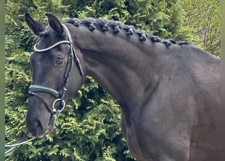Koń hanowerski, Wałach, 4 lat, 174 cm, Kara