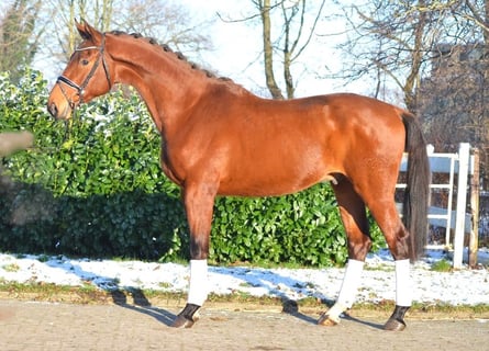 Koń hanowerski, Wałach, 4 lat, 175 cm, Gniada