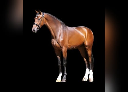 Koń hanowerski, Wałach, 4 lat, 176 cm, Gniada