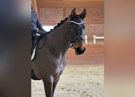 Koń hanowerski, Wałach, 4 lat, 178 cm, Ciemnogniada