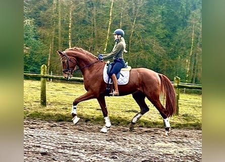 Koń hanowerski, Wałach, 4 lat, 178 cm