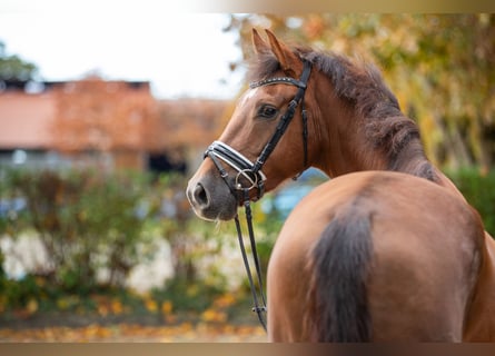 Koń hanowerski, Wałach, 4 lat, Ciemnokasztanowata