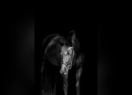 Koń hanowerski, Wałach, 5 lat, 161 cm, Kara