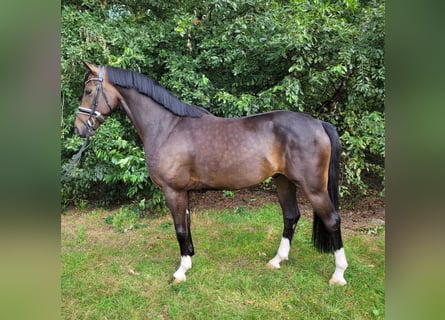 Koń hanowerski, Wałach, 5 lat, 165 cm, Ciemnogniada