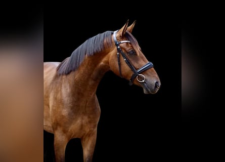Koń hanowerski, Wałach, 5 lat, 165 cm, Gniada
