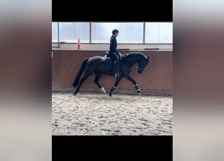 Koń hanowerski, Wałach, 5 lat, 166 cm, Kara