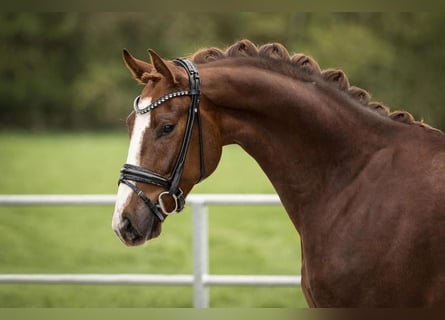 Koń hanowerski, Wałach, 5 lat, 167 cm, Ciemnokasztanowata