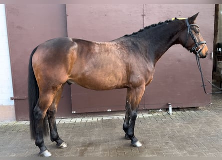 Koń hanowerski, Wałach, 5 lat, 167 cm, Gniada