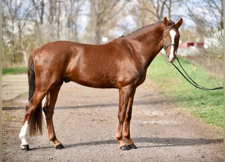 Koń hanowerski, Wałach, 5 lat, 167 cm, Kasztanowata