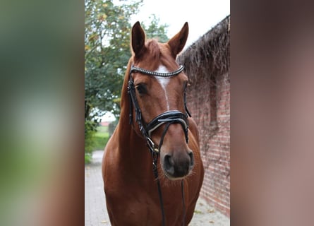 Koń hanowerski, Wałach, 5 lat, 168 cm, Kasztanowata