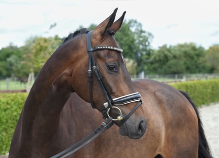Koń hanowerski, Wałach, 5 lat, 169 cm, Ciemnogniada
