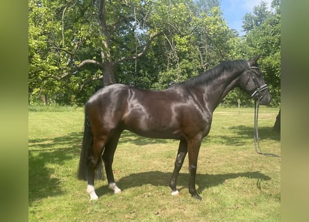 Koń hanowerski, Wałach, 5 lat, 169 cm, Kara