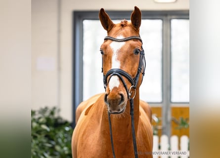 Koń hanowerski, Wałach, 5 lat, 169 cm, Kasztanowata