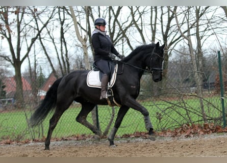 Koń hanowerski, Wałach, 5 lat, 170 cm, Kara