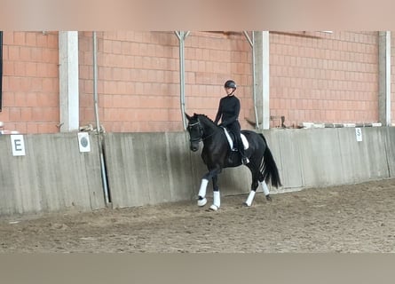 Koń hanowerski, Wałach, 5 lat, 170 cm, Skarogniada