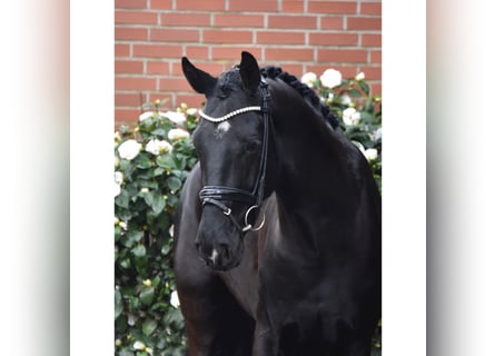 Koń hanowerski, Wałach, 5 lat, 171 cm, Kara