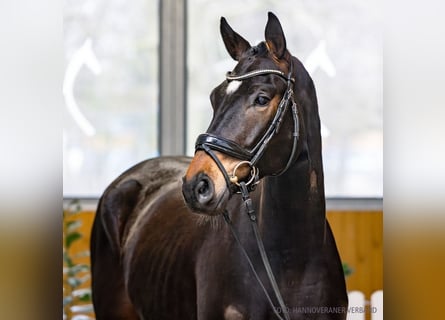 Koń hanowerski, Wałach, 5 lat, 171 cm, Skarogniada