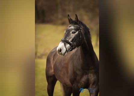 Koń hanowerski, Wałach, 5 lat, 172 cm, Karosiwa
