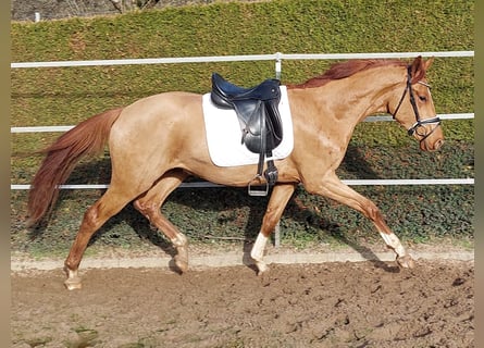 Koń hanowerski, Wałach, 5 lat, 172 cm, Kasztanowata