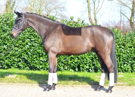Koń hanowerski, Wałach, 5 lat, 172 cm, Skarogniada