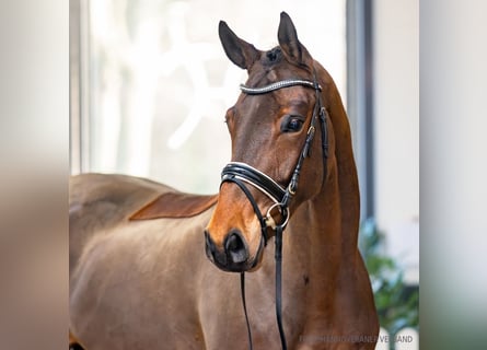 Koń hanowerski, Wałach, 5 lat, 173 cm, Gniada