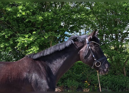 Koń hanowerski, Wałach, 5 lat, 173 cm, Kara