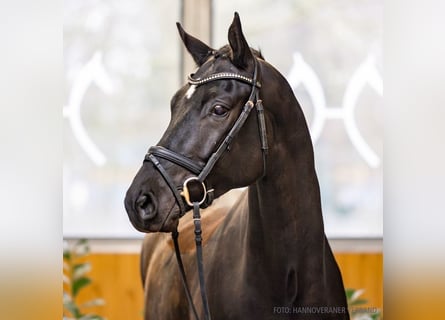 Koń hanowerski, Wałach, 5 lat, 175 cm, Ciemnogniada