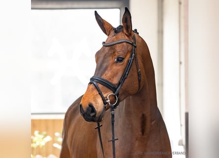 Koń hanowerski, Wałach, 5 lat, 175 cm, Gniada