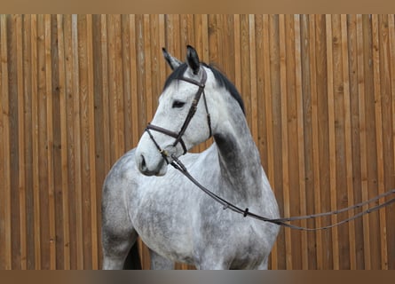 Koń hanowerski, Wałach, 5 lat, 175 cm, Siwa