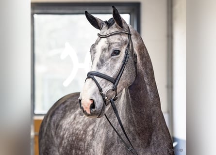 Koń hanowerski, Wałach, 5 lat, 175 cm, Siwa