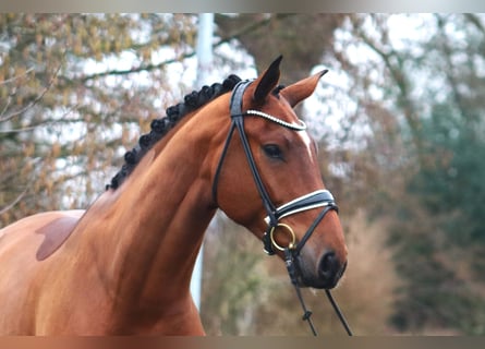 Koń hanowerski, Wałach, 5 lat, 176 cm, Gniada