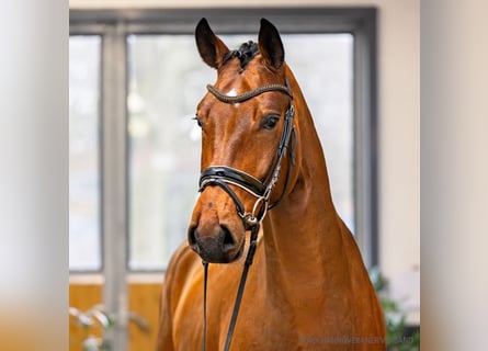 Koń hanowerski, Wałach, 5 lat, 176 cm, Gniada