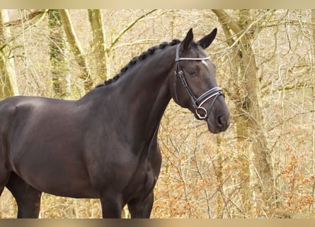 Koń hanowerski, Wałach, 5 lat, 178 cm, Skarogniada