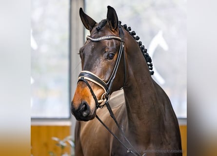 Koń hanowerski, Wałach, 5 lat, 179 cm, Ciemnogniada