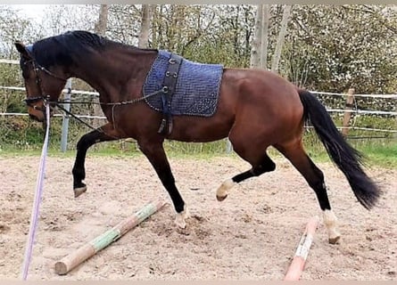 Koń hanowerski, Wałach, 5 lat, 181 cm, Gniada