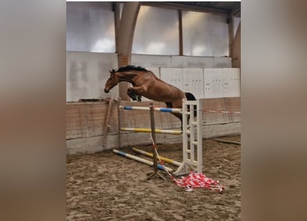 Koń hanowerski, Wałach, 6 lat, 164 cm