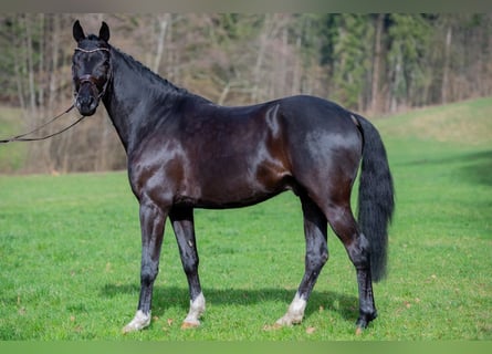 Koń hanowerski, Wałach, 6 lat, 165 cm, Kara