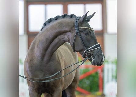 Koń hanowerski, Wałach, 6 lat, 167 cm, Kara