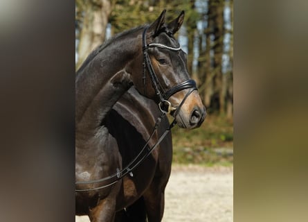 Koń hanowerski, Wałach, 6 lat, 168 cm