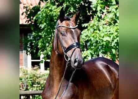 Koń hanowerski, Wałach, 6 lat, 169 cm, Ciemnogniada