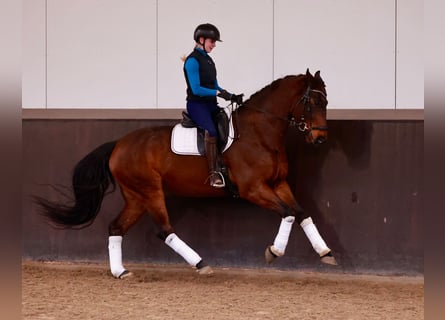 Koń hanowerski, Wałach, 6 lat, 169 cm, Ciemnogniada