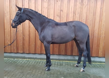 Koń hanowerski, Wałach, 6 lat, 170 cm, Gniada