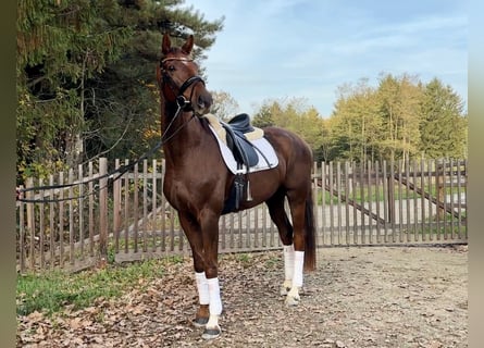 Koń hanowerski, Wałach, 6 lat, 171 cm, Ciemnokasztanowata