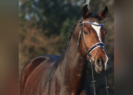 Koń hanowerski, Wałach, 6 lat, 172 cm, Gniada