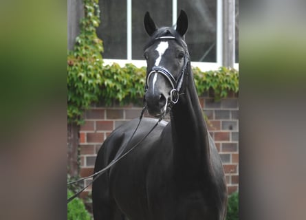 Koń hanowerski, Wałach, 6 lat, 172 cm, Kara