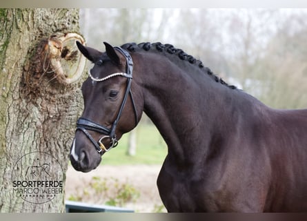 Koń hanowerski, Wałach, 6 lat, 172 cm